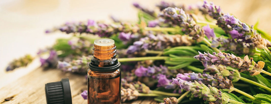 lavender essential oil bottle with fresh lavender flowers for aromatherapy